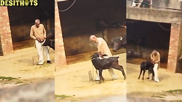 Crazy Indian Muslim Man Fucking Cow in Public